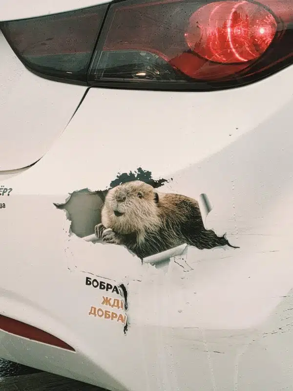 На бампере белого автомобиля наклейка бобра и надпись жди добра.
